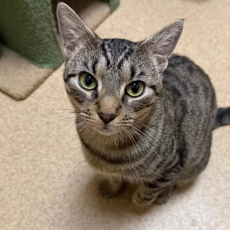 A young medium-sized female Brown / Chocolate Domestic Short Hair cat named Athena for adoption in Ballston Spa, NY