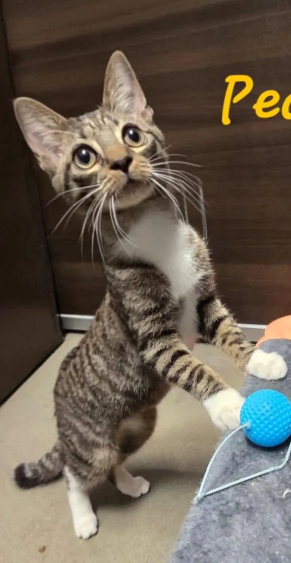 A young medium-sized female Domestic Short Hair cat named Pecan Pie for adoption in Spring Lake, NJ