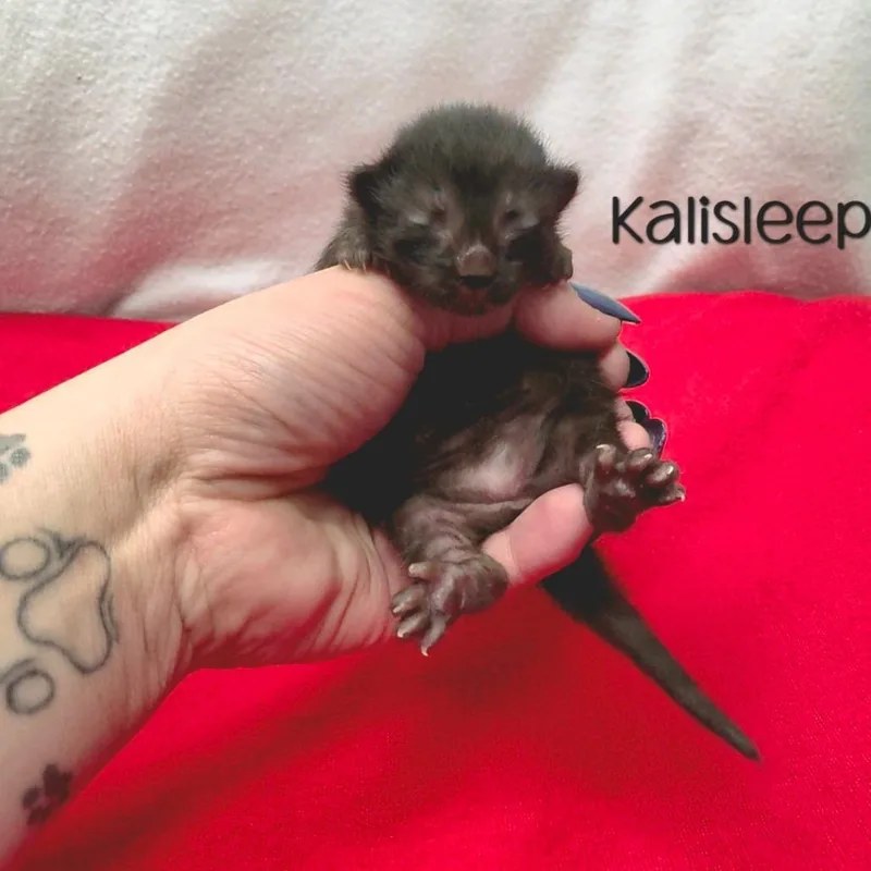 A baby small-sized female Domestic Short Hair cat named Kalisleep for adoption in Parkersburg, WV