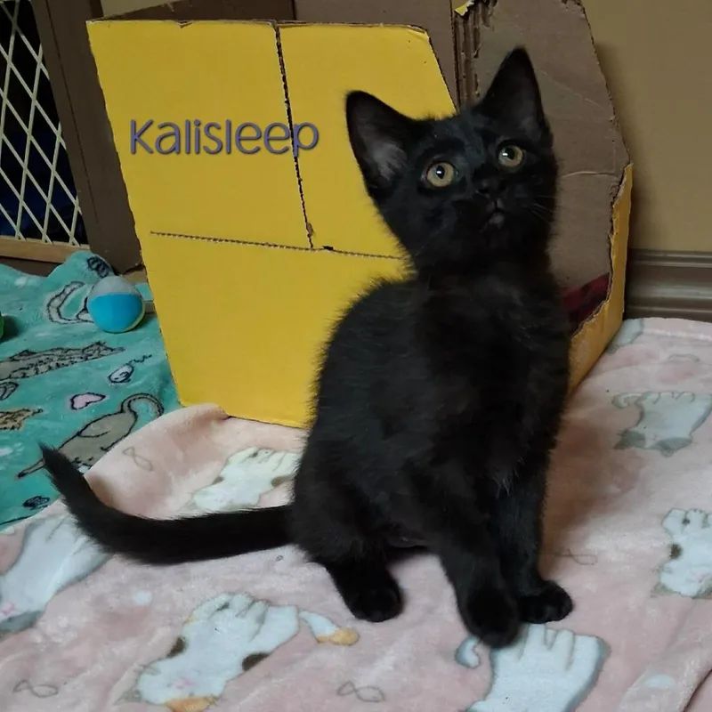 Kalisleep thumbnail 2