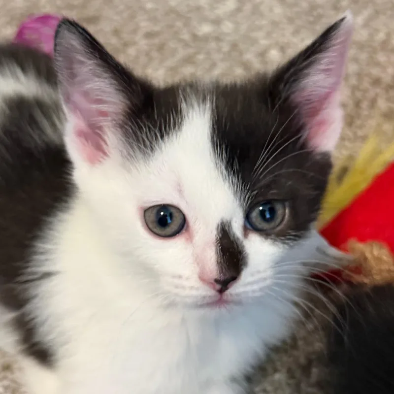 A baby small-sized female Domestic Short Hair cat named Ai for adoption in Cumming, GA