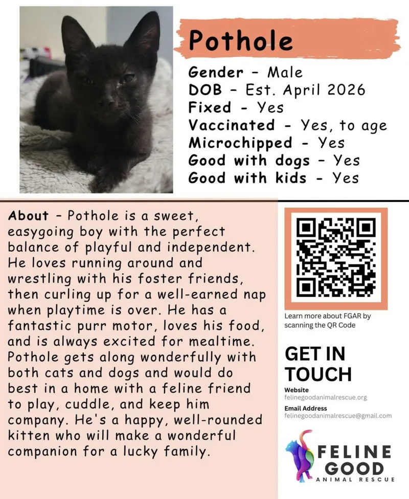 A baby medium-sized male Black Domestic Short Hair cat named Pothole for adoption in Eugene, OR