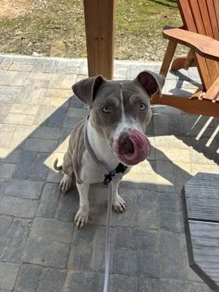 An adult medium-sized female Pit Bull Terrier dog named Doot Snoot for adoption in Atlanta, GA