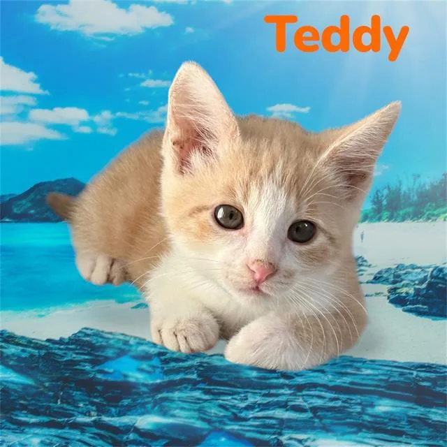 Teddy