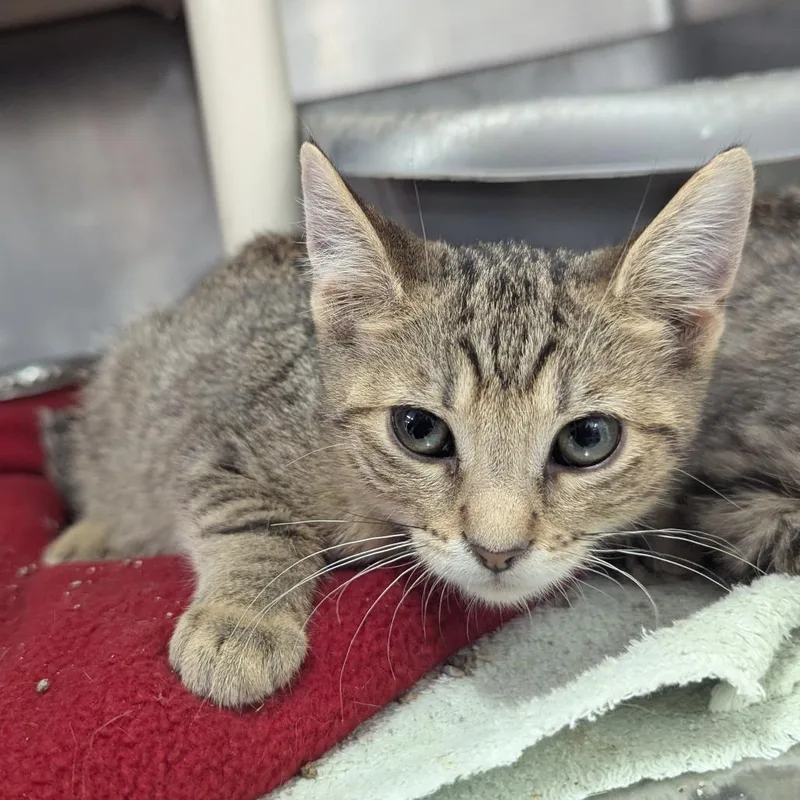 A baby small-sized female Brown / Chocolate Domestic Short Hair cat named Pearl Jam for adoption in Evansville, IN