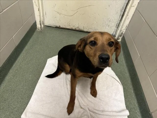 An adult medium-sized female Mixed Breed dog named A for adoption in Santa Fe, NM