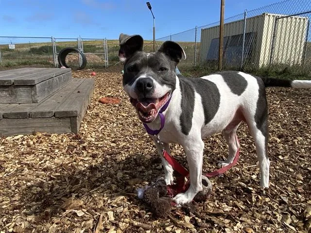 An adult medium-sized male Pit Bull Terrier dog named Axel for adoption in McKinleyville, CA