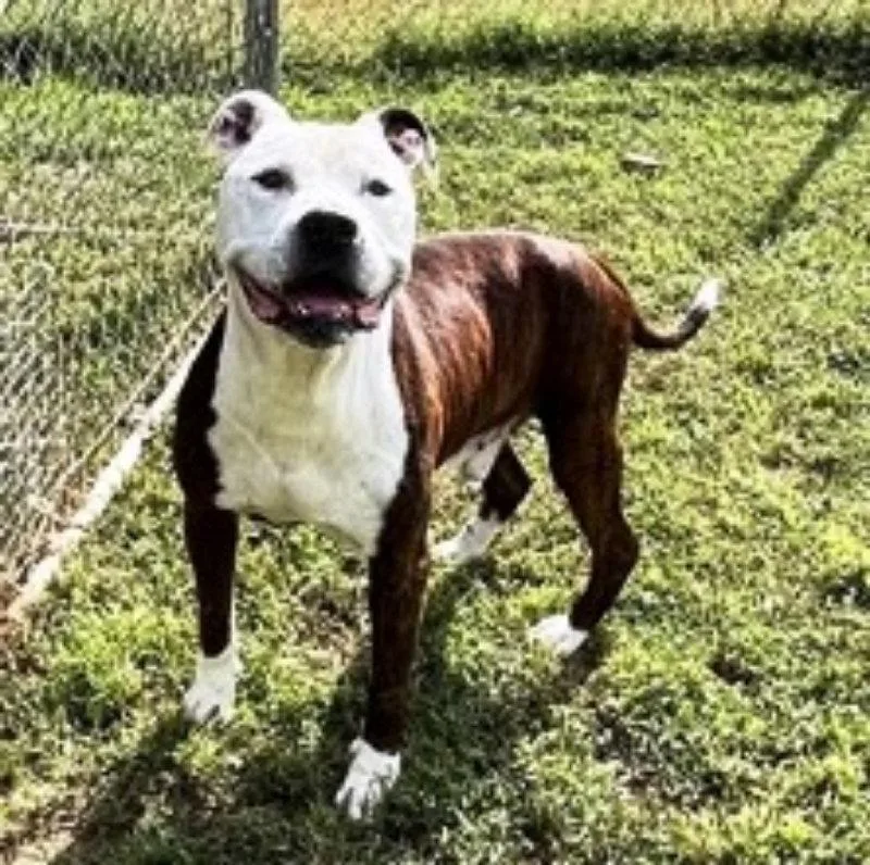 A young medium-sized male Boxer dog named Bennycrosspost for adoption in Fairfax, VA
