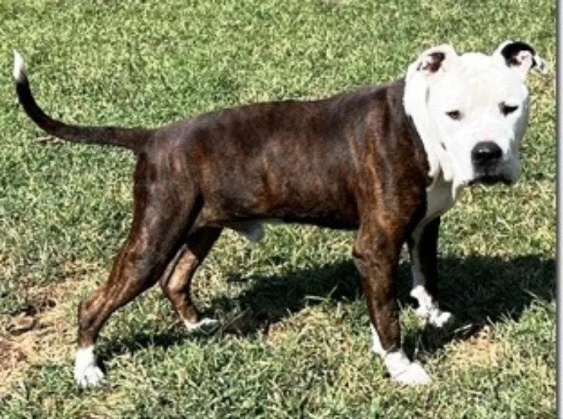 Bennycrosspost thumbnail 3