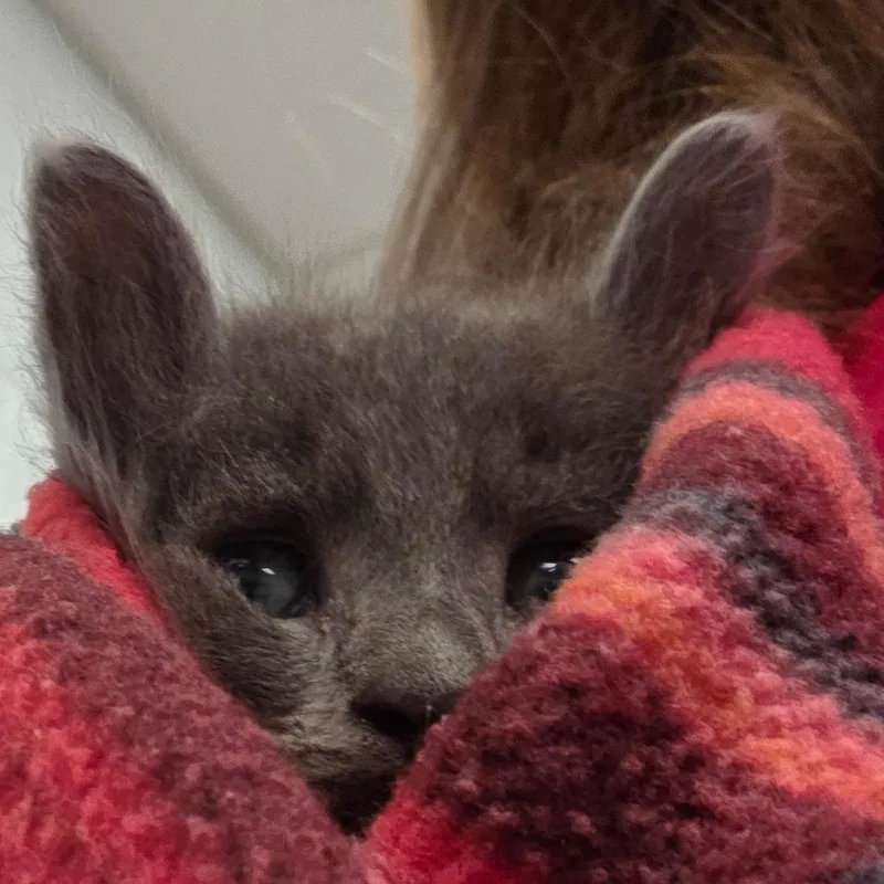 A baby small-sized female Gray / Blue / Silver Domestic Short Hair cat named Fog for adoption in Chattanooga, TN