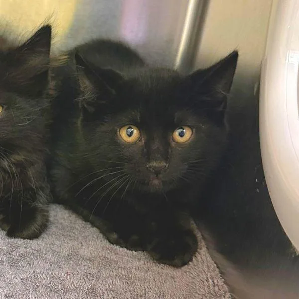 A baby small-sized male Domestic Short Hair cat named Easton for adoption in Walnut Creek, CA