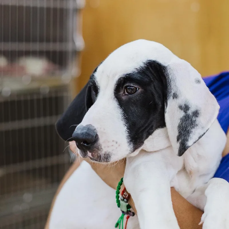 A baby medium-sized male White / Cream Great Dane dog named Betelgeuse for adoption in Parrish, AL