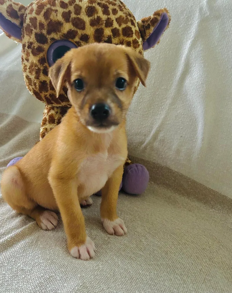 A baby medium-sized male Brown / Chocolate Labrador Retriever dog named Sarki for adoption in Fort Belvoir, VA