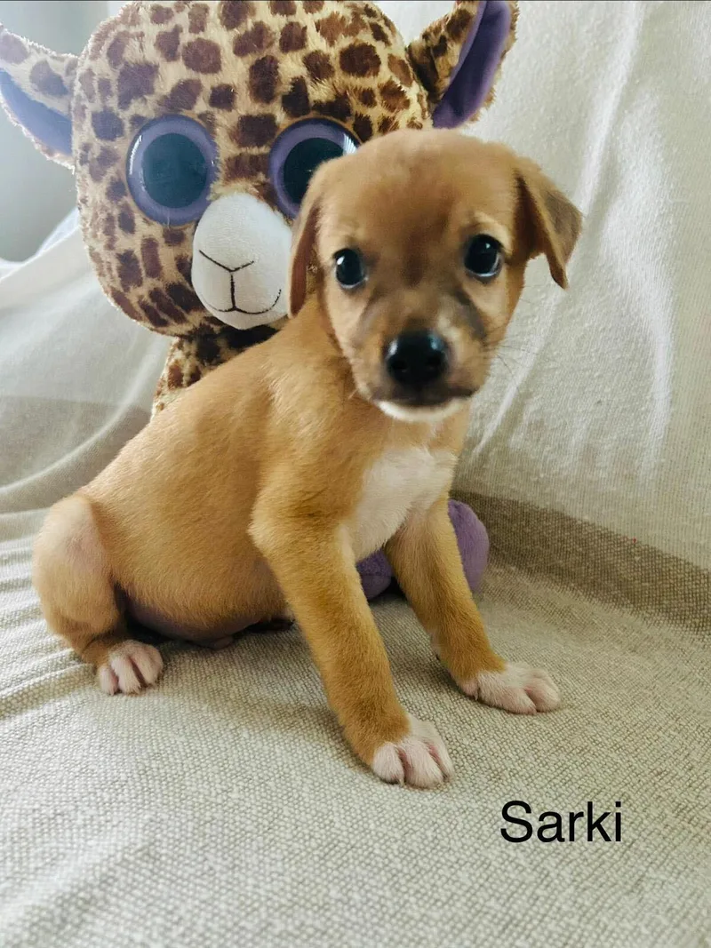 Sarki thumbnail 2