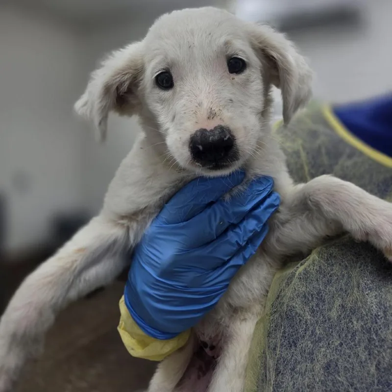 A baby small-sized female White / Cream Australian Shepherd dog named Yellowbird for adoption in Incline Village, NV