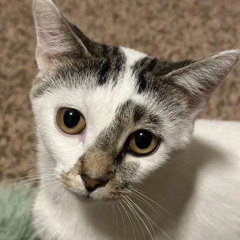 An adult medium-sized female White Domestic Short Hair cat named Marigold for adoption in Inver Grove Heights, MN