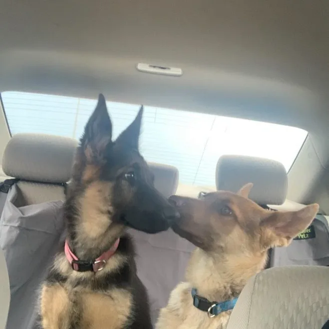 Joker And Harley thumbnail 4