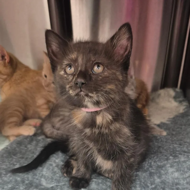 A baby small-sized female Black Domestic Short Hair cat named Nysa for adoption in Kingman, KS