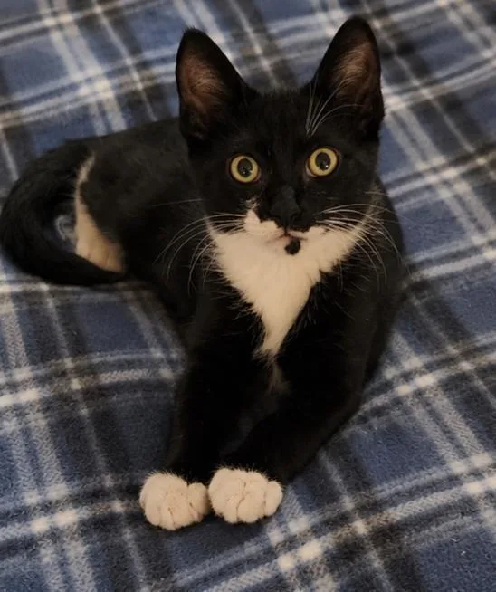 A baby medium-sized male Domestic Short Hair cat named Ping for adoption in Lunenburg, MA