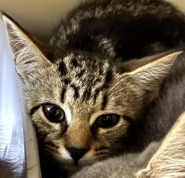 A baby medium-sized female Domestic Short Hair cat named Cyprus for adoption in Boston, MA