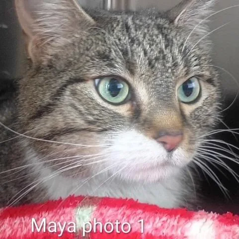 An adult extra large-sized female Brown / Chocolate Domestic Short Hair cat named Maya for adoption in Knoxville, TN