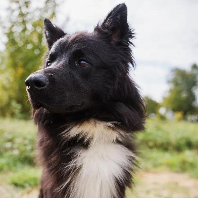 An adult medium-sized male Shepherd dog named Cosmo Kramer for adoption in Newberg, OR