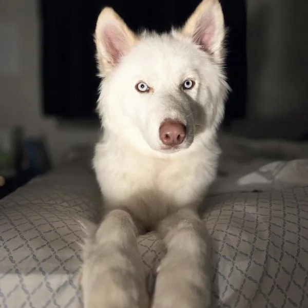 A young medium-sized male Siberian Husky dog named Koda for adoption in Des Moines, IA