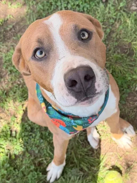 A young medium-sized male Pit Bull Terrier dog named Hotwheel for adoption in Tulsa, OK