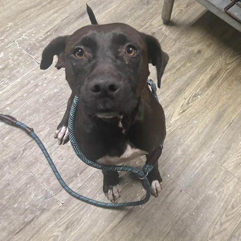 An adult medium-sized female Mixed Breed dog named Stephanie for adoption in Summerville, SC