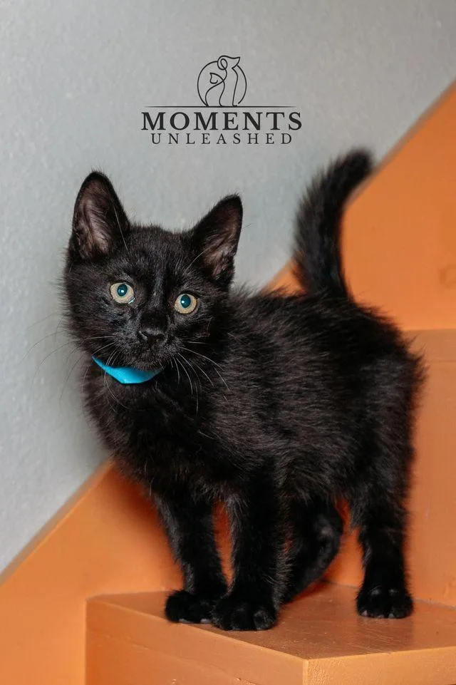 A baby small-sized male Black Domestic Short Hair cat named Bacon for adoption in Myakka City, FL