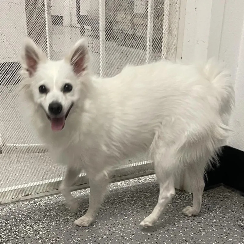 An adult small-sized female White / Cream American Eskimo Dog dog named HACCStray for adoption in Henderson, NV
