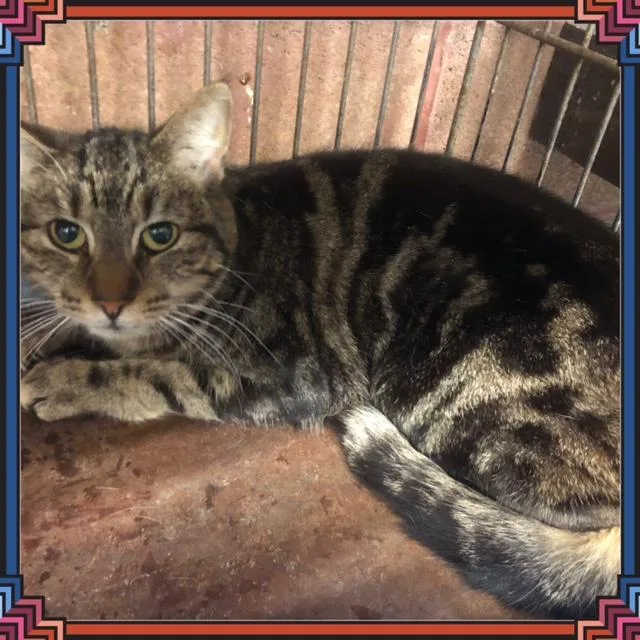 An adult small-sized female Tabby (Gray / Blue / Silver) Domestic Short Hair cat named Whitney for adoption in Buckhannon, WV