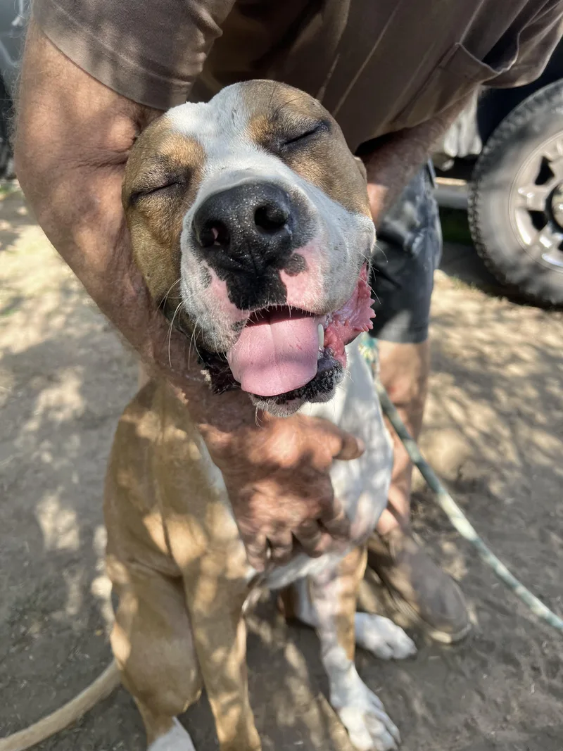 Wheaties thumbnail 3