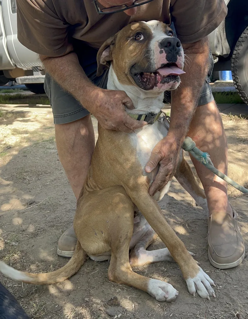 Wheaties thumbnail 4