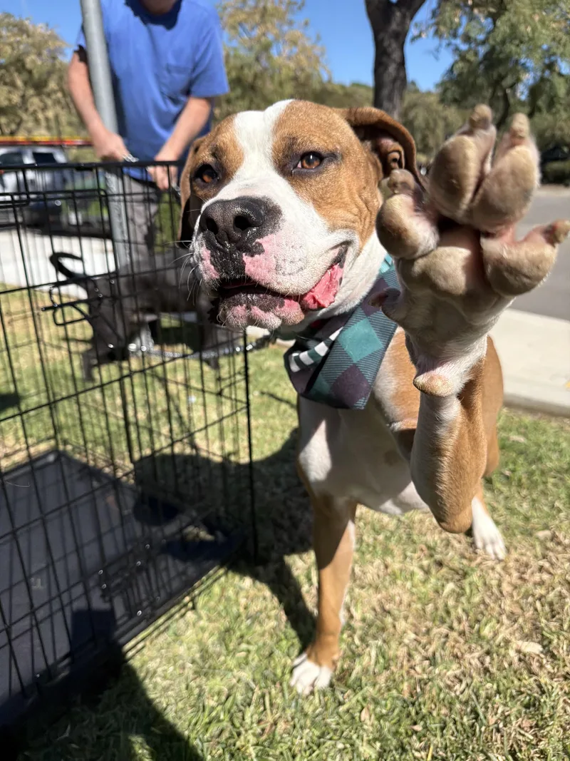 Wheaties thumbnail 5