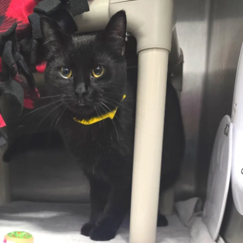 A young large-sized male Black Domestic Short Hair cat named Max for adoption in Fort Wayne, IN