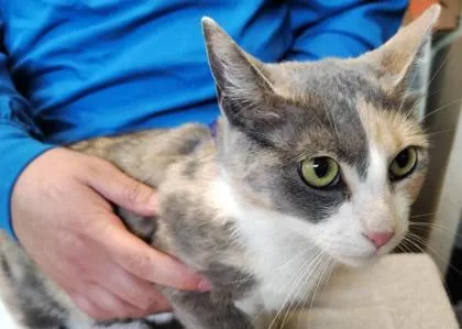 An adult medium-sized female Domestic Short Hair cat named Fern for adoption in Kansas City, MO