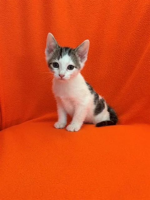 A baby small-sized male Domestic Short Hair cat named George for adoption in Forney, TX