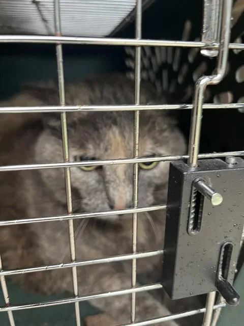 A senior medium-sized female Domestic Short Hair cat named Juniper for adoption in Louisville, KY