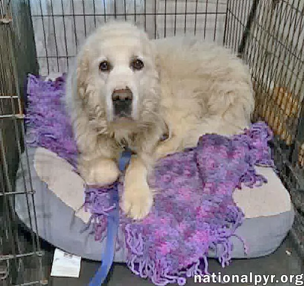 A senior large-sized female White / Cream Great Pyrenees dog named Coral in SC  for adoption in Beacon, NY
