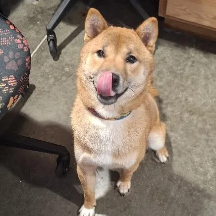 A young small-sized male Shiba Inu dog named Hyde for adoption in Hannibal, MO
