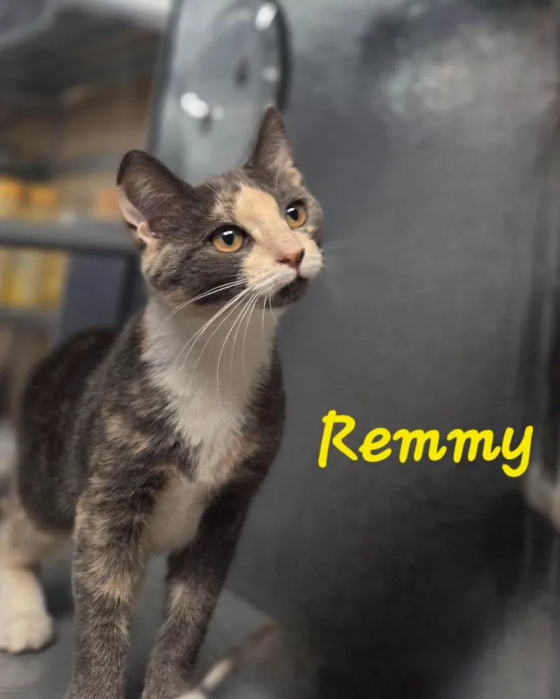 A young medium-sized female Dilute Calico cat named Remmy for adoption in Spring Lake, NJ