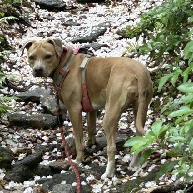 An adult medium-sized female Yellow / Tan / Blond / Fawn American Staffordshire Terrier dog named Maisie for adoption in Waynesville, NC