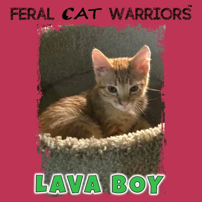 A baby small-sized male Orange / Red Domestic Short Hair cat named Lava Boy for adoption in Kingman, AZ