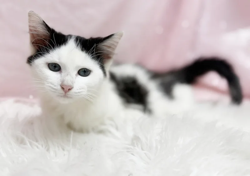 A baby small-sized female Black & White / Tuxedo Ragdoll cat named Marie Laveau is our for adoption in Bedford Hills, NY