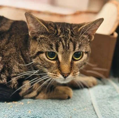 An adult medium-sized female Domestic Short Hair cat named Pickles for adoption in West Chester, PA