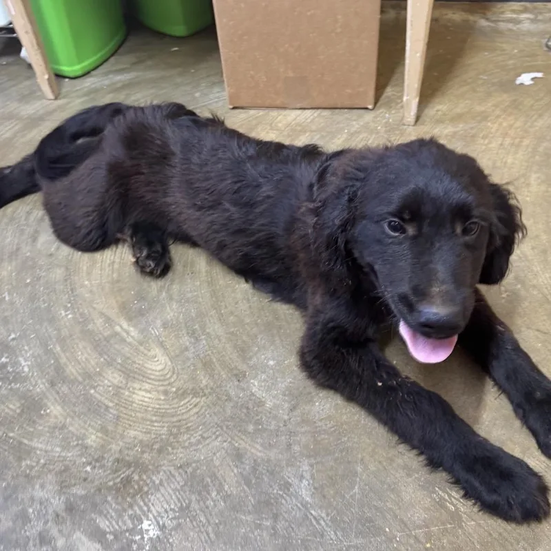 A baby medium-sized male Black Mixed Breed dog named Luca for adoption in Corinth, MS