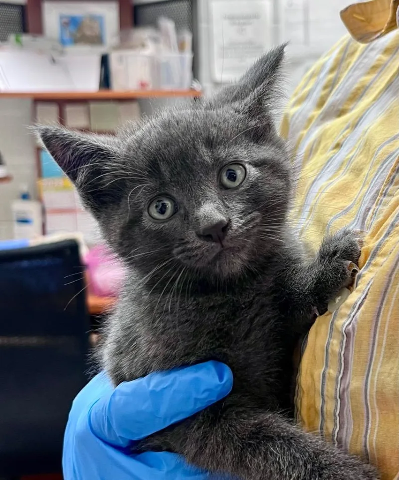 A baby medium-sized male Domestic Short Hair cat named Ephyra for adoption in Cincinnati, OH