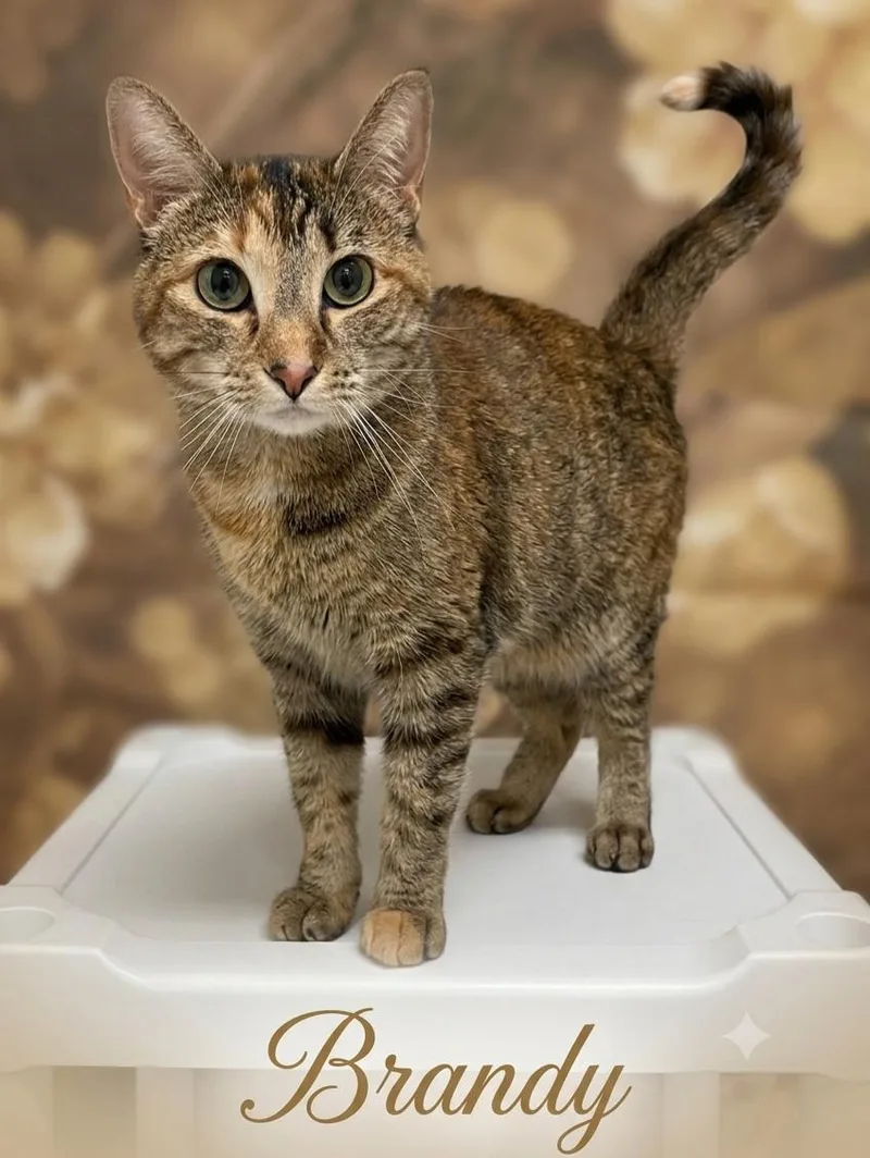 An adult medium-sized female Domestic Short Hair cat named Brandy for adoption in Aurora, NE