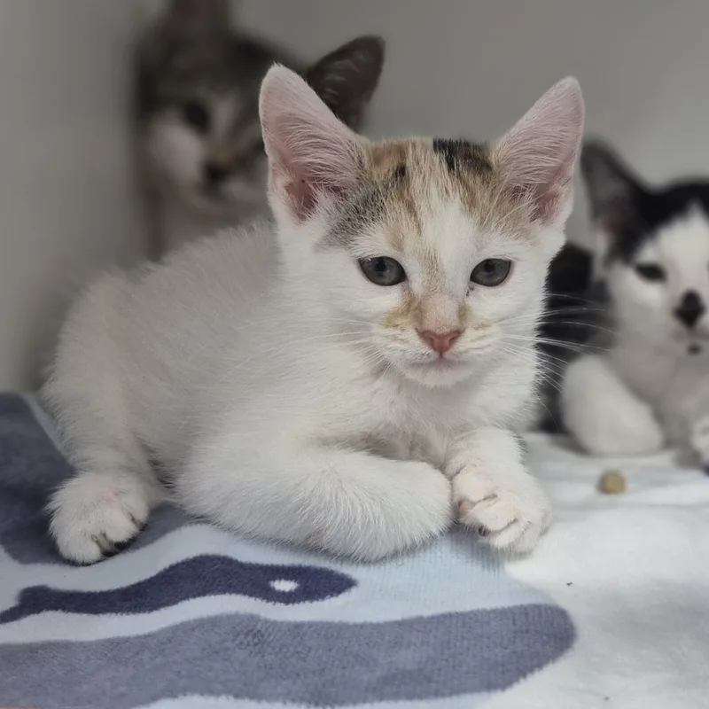 A baby small-sized female Calico Domestic Short Hair cat named Trini for adoption in Newark, NJ